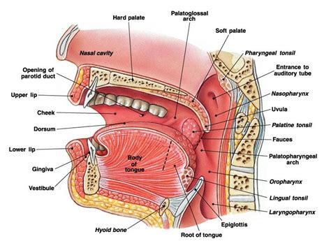 The major arterial supply to the nasal cavity are from the ophthalmic and maxillary arteries by way of anterior and posterior ethmoidal branches and sphenopalatine branches respectively. pharynx - Dictionary | Lingual tonsils, Soft palate, Tongue