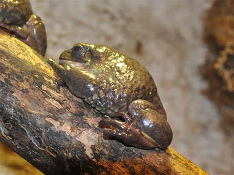 Pachymedusa Dacnicolor Mexican Giant Tree Frog In Dallas World Aquarium
