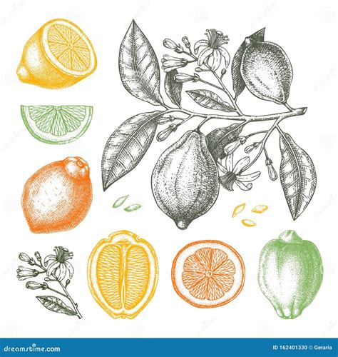 Ink Hand Drawn Citrus Fruits Collection Lemon Branch Drawings Stock
