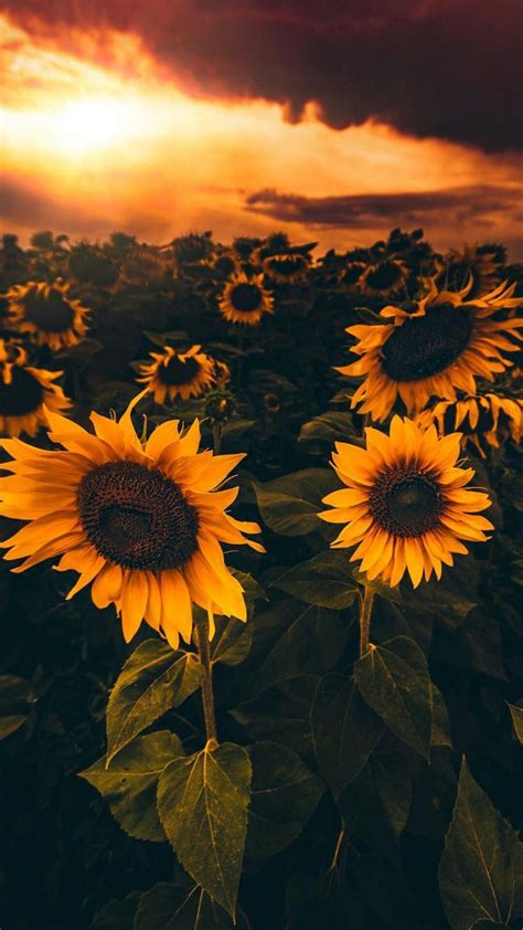 Pin By Taquoia🌻 On Natureza Sunflower Pictures Sunflower Wallpaper