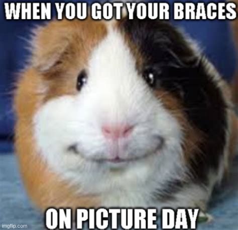 Image Tagged In Guinea Pigbracespicture Daybrace Yourselves Imgflip