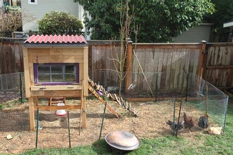 10 tips on raising backyard chickens ecowatch