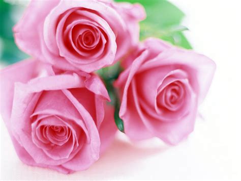 Berita Handry Manfaat Bunga Mawar Untuk Kesehatan Tubuh