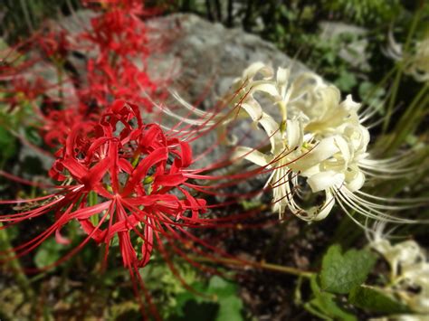 Free Images Blossom Leaf Flower Produce Botany Japan Flora