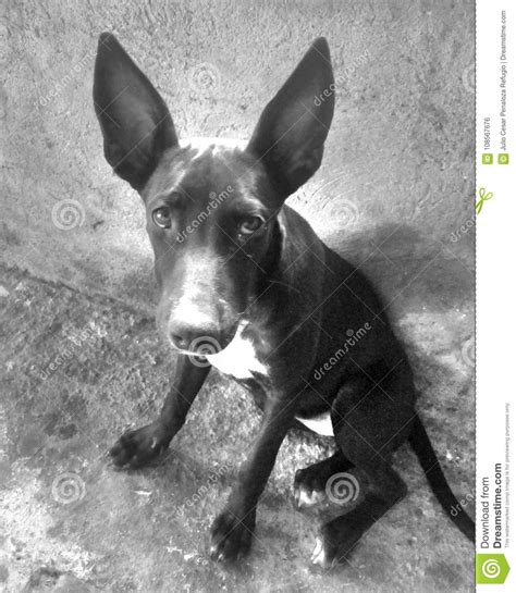A Black Dog In Black And White Colors Stock Photo Image
