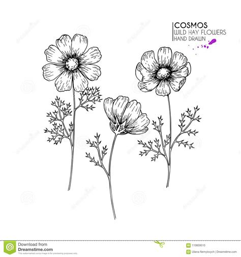 Hand Drawn Wild Hay Flowers Cosmos Or Cosmea Flower Vintage Engraved