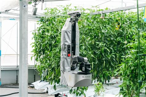 Pepper Picking Robot Cool Business Ideas To Start In 2024 Best Top