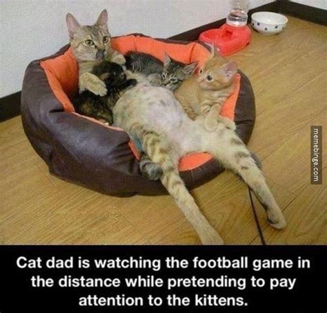 Cat Dad Eerily Similar To Human Dad Funny Cats Funny Animals Cat Dad