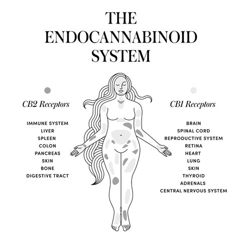 helpful guide on how endocannabinoid system ecs works equilibria in 2022 reproductive system
