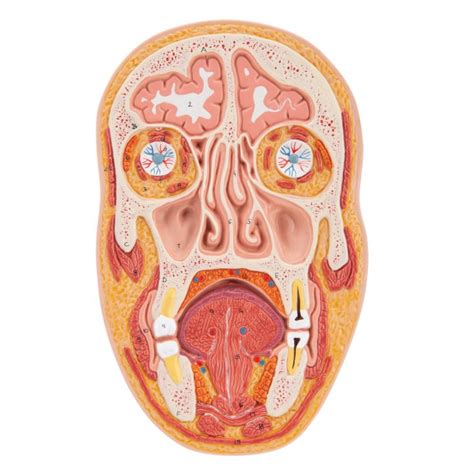 C13 | Median and Frontal Section of the Head | 3B Scientific
