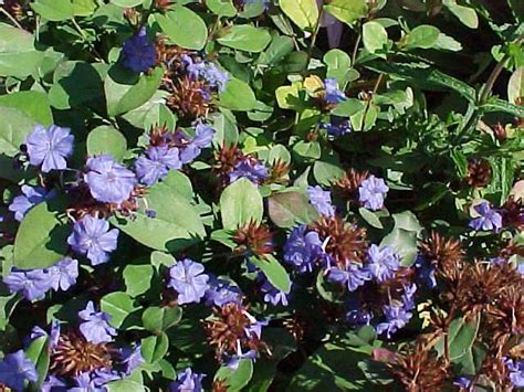 Gardeners in north carolina often grow tulips as annuals because they don't reliably come back in all areas. Low-maintenance Perennials