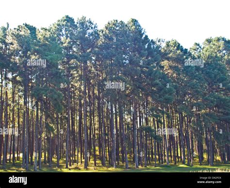 Pine Tree Forest In Suan Son Bo Kaew Chiang Mai Thailand Stock Photo