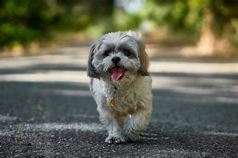 Ultimate List of the Top 900+ Shih Tzu Dog Names - Cute, Chinese Dog