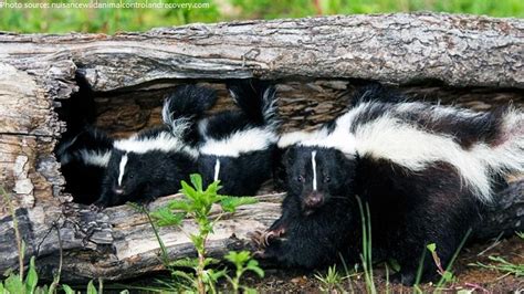 Interesting Facts About Skunks Just Fun Facts