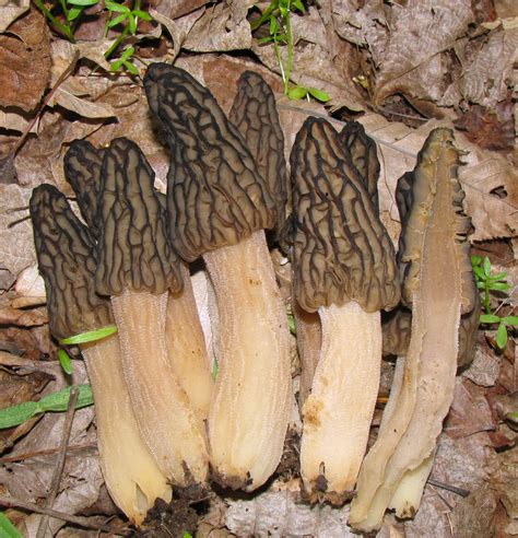 Morchella Elata Identifier Les