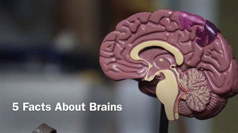 5 Facts About Brains Youtube