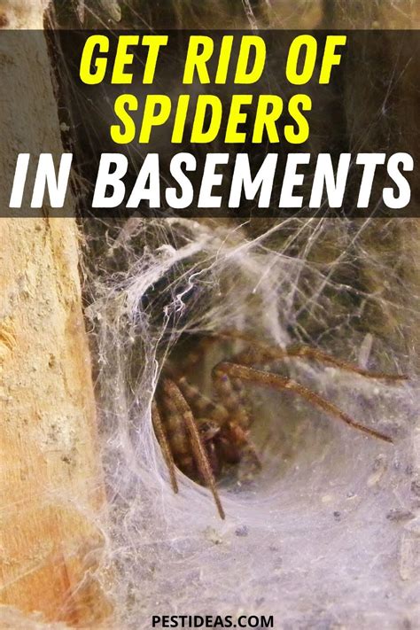 Other natural substances that can be effective at repelling spiders are dry baking soda, lemon juice or solutions of water mixed with tobacco. Pin on Get Rid of Spiders