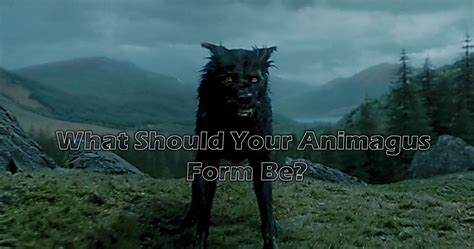 What Should Your Animagus Form Be Harry Potter Wizard Harry Potter
