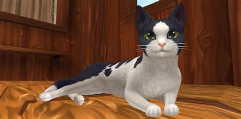 A Purrfect Pet Star Stable Crazy Cat People Star Stable Star