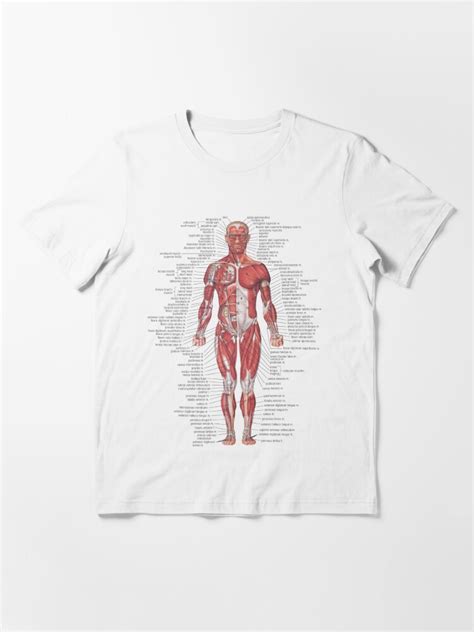 Muscular System Of The Human Body T Shirt For Sale By Hoorahville