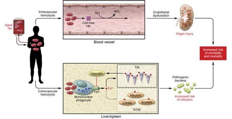 One means to evaluating hemolytic disorders is to first determine where rbc destruction is taking place. JCI - Stored blood: how old is too old?