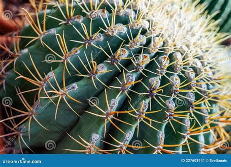 Close Up Of Cactus Thorns And Spines Background Succulent Plant Stock