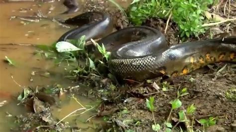 Giant Anaconda World S Biggest Snake Found In Amazon River Biggest