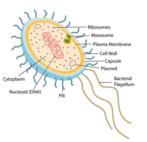 Bacterial Structure Plantlet