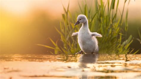 Baby Animal Bird White Chick Swan Is Standing Near Water