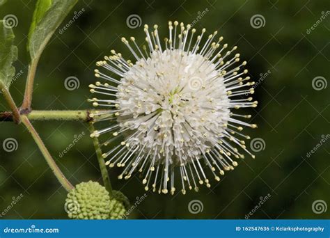 Button Bush Wildflower Cephalanthus Occidentalis Stock Photo Image