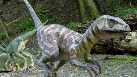 De wikipedia, la enciclopedia libre. Fósil de dinosaurio bebé sorprende a los científicos | EL ...