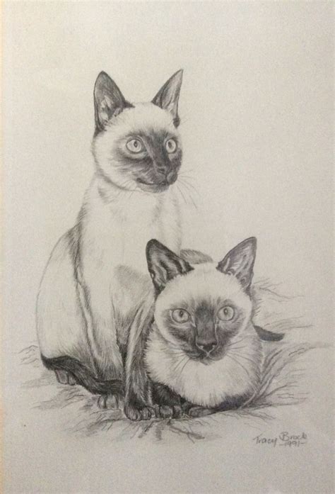 Pencil Drawing Siamese Cats Circa 1990 Art Drawings Sketches