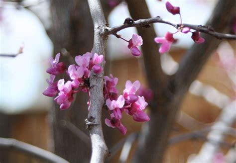 Eastern Redbud How To Plant And Care For A Native Flowering Tree