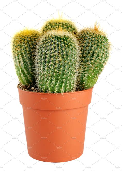 Cactus In Pot Featuring Cactus Isolated And Pot Nature Stock Photos