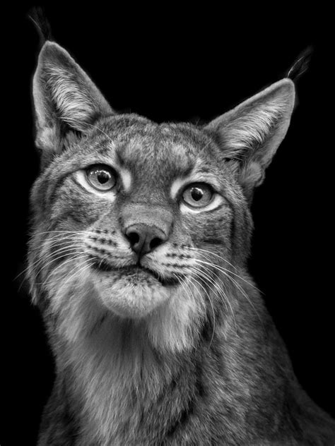 Homepage Of Wolf Ademeit Photographer Animals Animals Animals