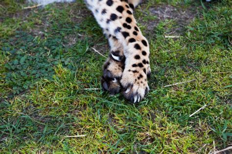 Cheetah Claws