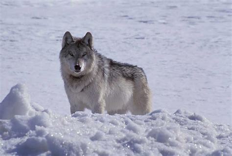 Colorado Releases First 5 Wolves As Controversial Reintroduction Gets