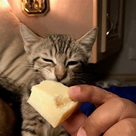 Your cat can eat broccoli. Can Cats Eat Cheese? Is it Safe? | Purrpetrators