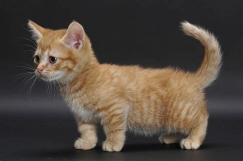 14 Full Grown Grey Munchkin Cat Furry Kittens