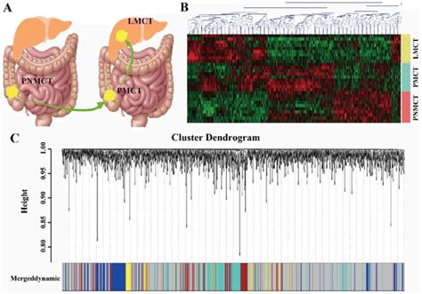 Wgcna Of The Colorectal Cancer Liver Metastasis Genome Sequencing Data