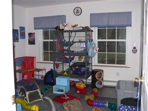 ferret room before we dedicated one of the spare bedrooms … flickr