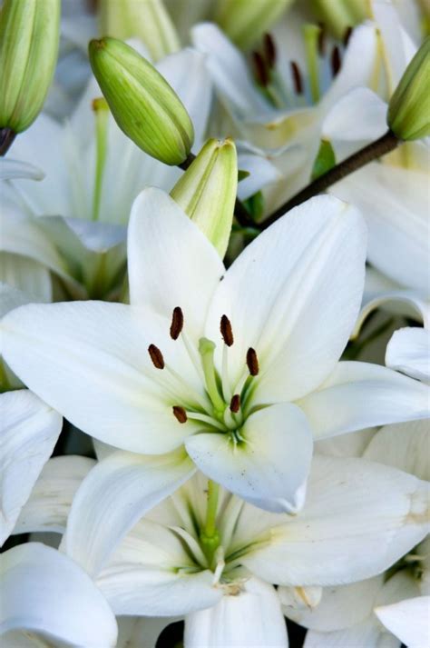 Caring For Potted Easter Lilies Thriftyfun