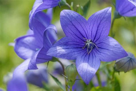 100+ Plants and Flowers that Start with "B"