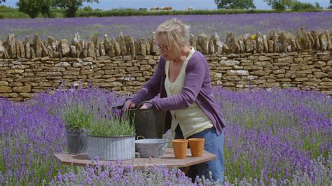 Bbc Two Gardeners World 2017 Episode 17 Lavender Cuttings