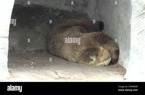 Grizzly Bear Sleeping In Cave Stock Videos And Footage Hd And 4k Video