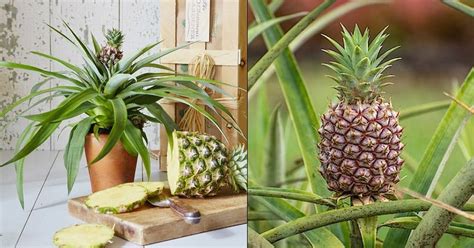 Do Pineapples Grow On Trees Growing Pineapple Indoors
