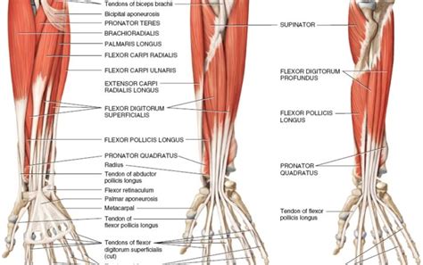 Brachioradialis, extensor carpi radialis longus, extensor carpi radialis brevis, extensor digitorum, extensor digiti minimi, extensor carpi ulnaris, and the anconeus. Anatomy Archives » Page 20 of 21 » How To Relief