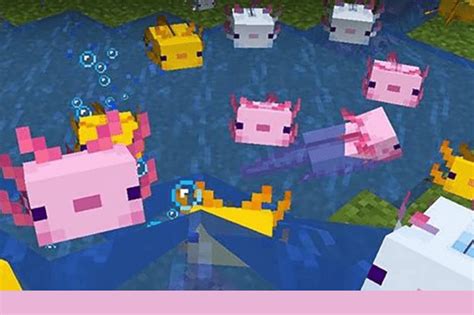 The Future Of Axolotls In Minecraft Mudfooted