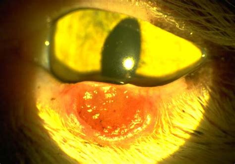 Eyelid and conjunctiva: neoplasia in cats | Vetlexicon ...