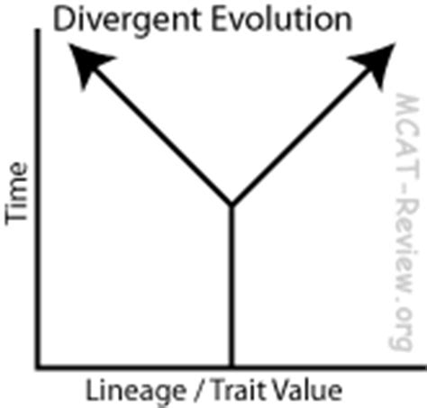 Evolution - MCAT Review